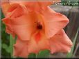 orange gladious flower