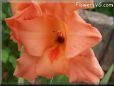 orange gladious flower