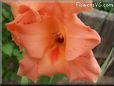 orange gladious flower