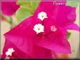 dark pink bougainvillea flower