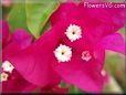 dark pink bougainvillea flower