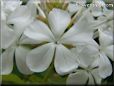 white plumbago flower