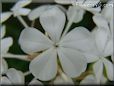 white plumbago flower