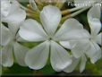 white plumbago flower