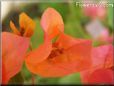 orange bougainvillea flower