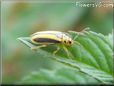 yellow mustardbug