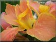 yellow pink canna flower