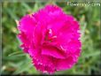 light purple carnation flower