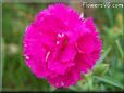 light purple carnation flower