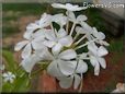 white plumbago flower