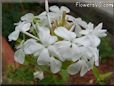 white plumbago flower