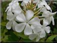 white plumbago flower
