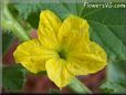 honeydew melon flower