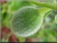 small cantaloupe melon