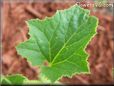 honeydew melon leaf