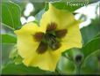 tomatillo flower