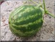 medium watermelon