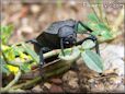 large black stink bug