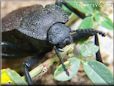 stink bug