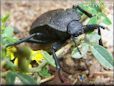 stink bug