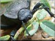 stink bug