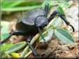 stink bug