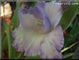 white blue gladious flower