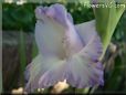 white blue gladious flower