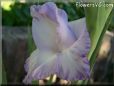 white blue gladious flower