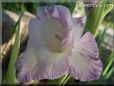 white blue gladious flower