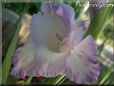 white blue gladious flower