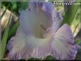 white blue gladious flower