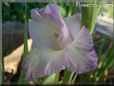 white blue gladious flower