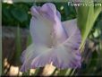 white blue gladious flower