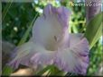 white blue gladious flower