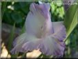 white blue gladious flower