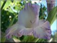 white blue gladious flower