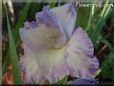 white blue gladious flower