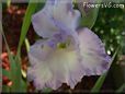 white blue gladious flower