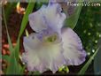 white blue gladious flower