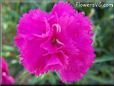 light purple carnation flower