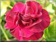 maroon carnation flower