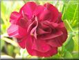 maroon carnation flower