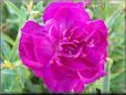 purple carnation flower
