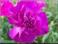 purple carnation flower