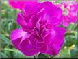 purple carnation flower