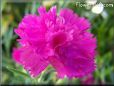 light purple carnation flower