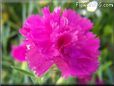 purple carnation flower