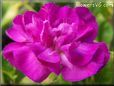 purple carnation flower