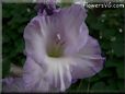 white purple gladious flower